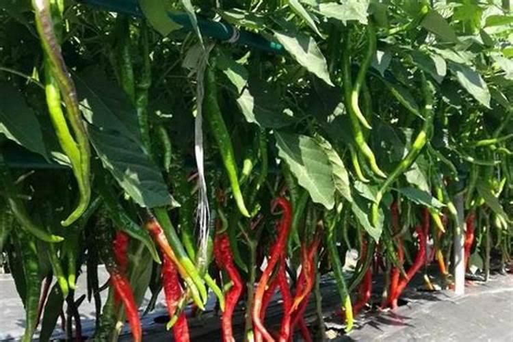 骨粉适合什么花当肥料、骨粉肥的注意事项