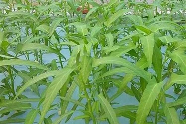空心菜黄叶用什么肥和药
