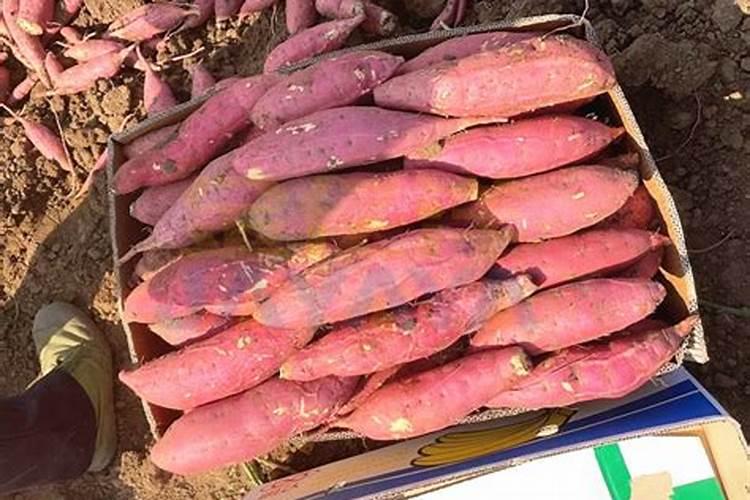 沃尔壮大量元素水溶肥可以用于红薯玉米吗？