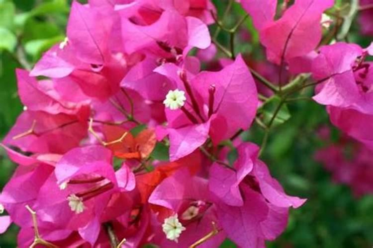 三角梅用什么肥料开花