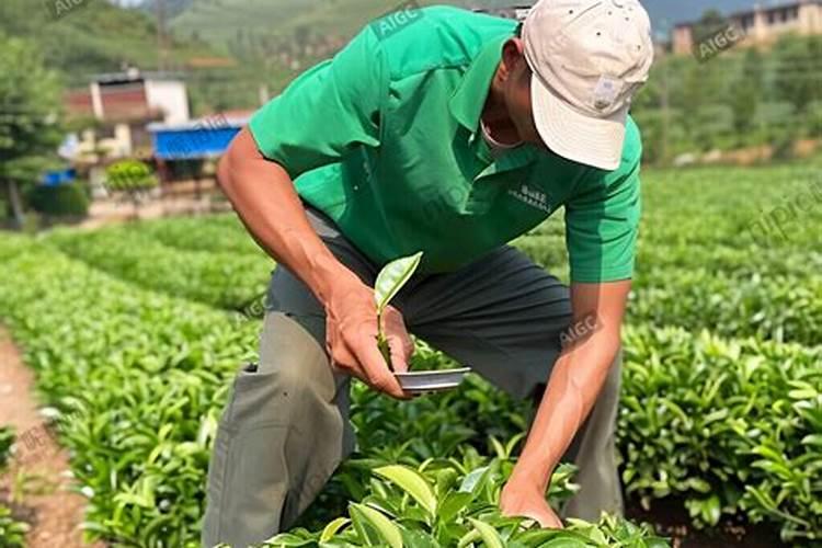 茶叶的用肥方法