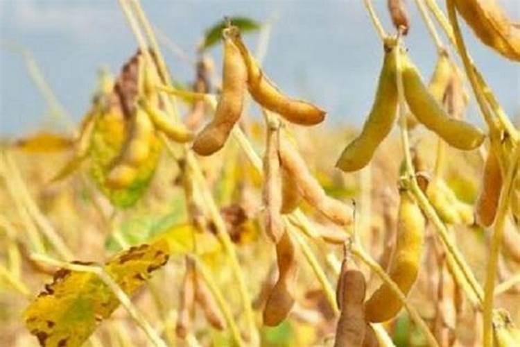 生黄豆变质了怎样做肥料
