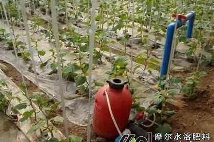 果树打药时间