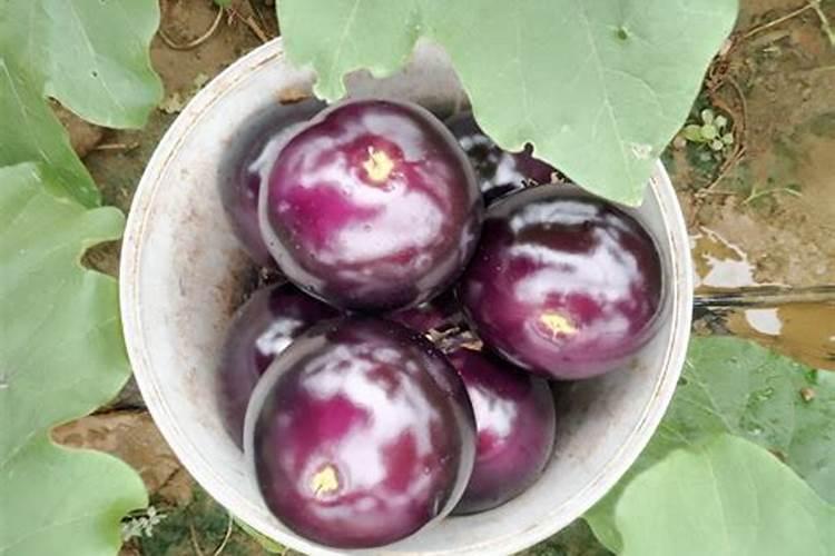 糖化硼能用在有机蔬菜上吗？