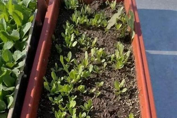 种菜最实用的肥料,是先下肥料还是先下种子