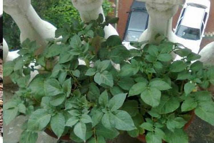 家庭种植蔬菜用什么做肥料？