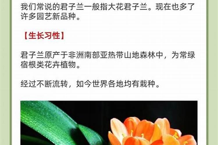 扦插苗多久可以移栽