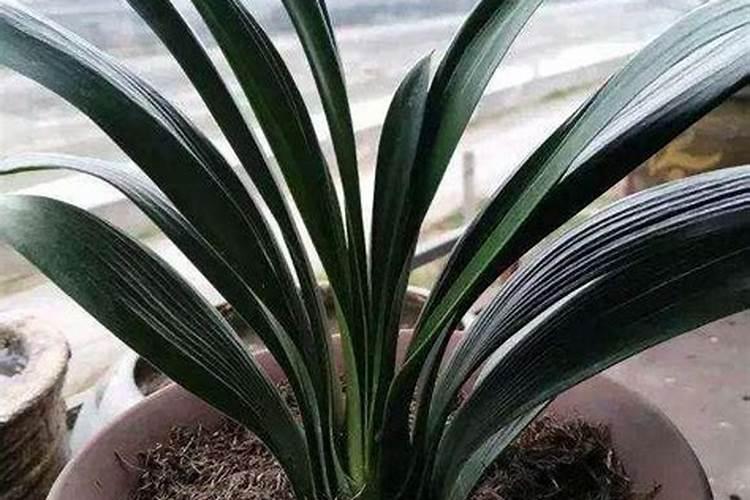 白三叶草种子种植方法种植白三叶草有什么用途