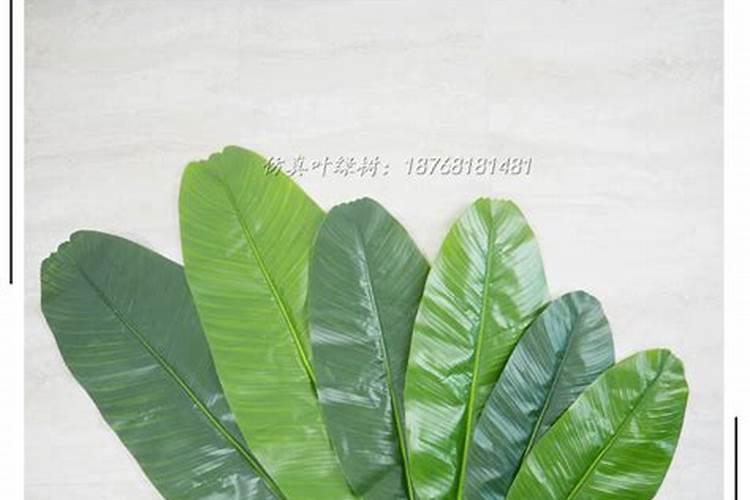 农医生,我想问,有什么药能预防和治疗芭蕉叶黄和枯死的病。好好的芭蕉...