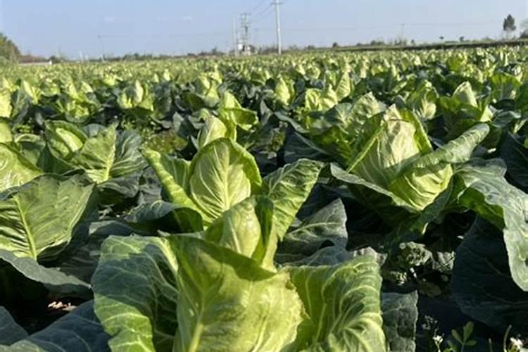甘蓝怎样快速包心,附包心期的肥水管理
