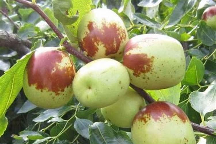赤霉素:芸苔素:磷酸二氢钾:钙镁硼锌铁等叶面肥能在西瓜上混用吗？