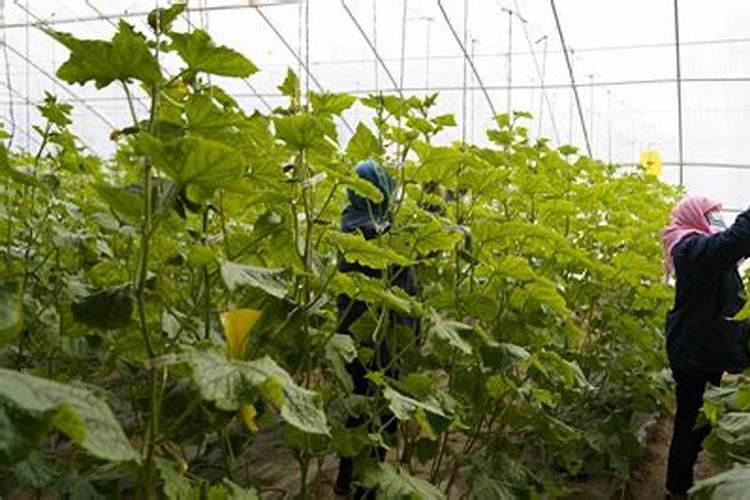 氮肥和磷肥还有钾肥,哪一种肥料对植物的生长好处最大呢
