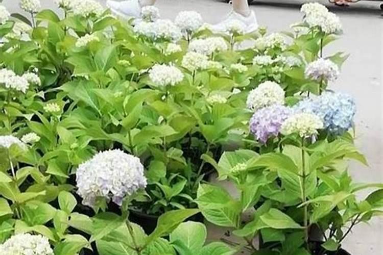 怎样给月季花施肥？