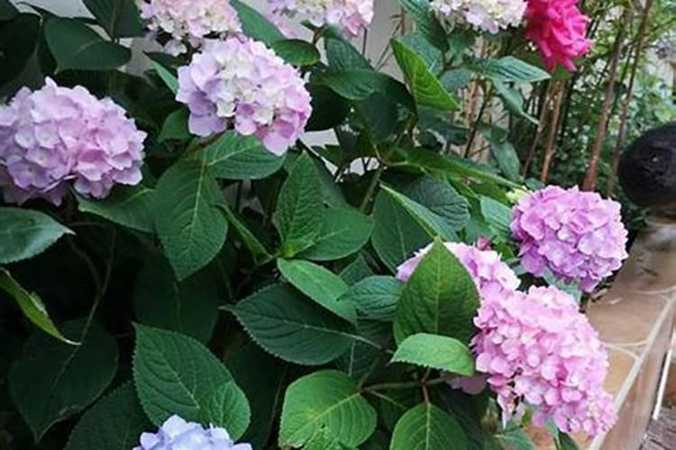 无尽夏绣球花的养殖方法和注意事项