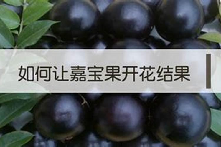 辣椒浇什么肥料合适