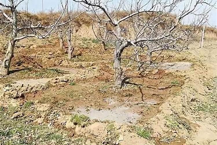 葡萄糖打苹果树当叶面肥行吗？‘