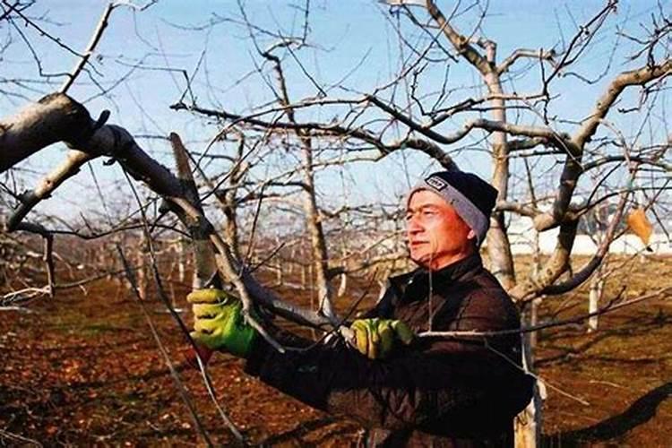 避免苹果树被冻坏,可以打什么叶面肥预防呢？