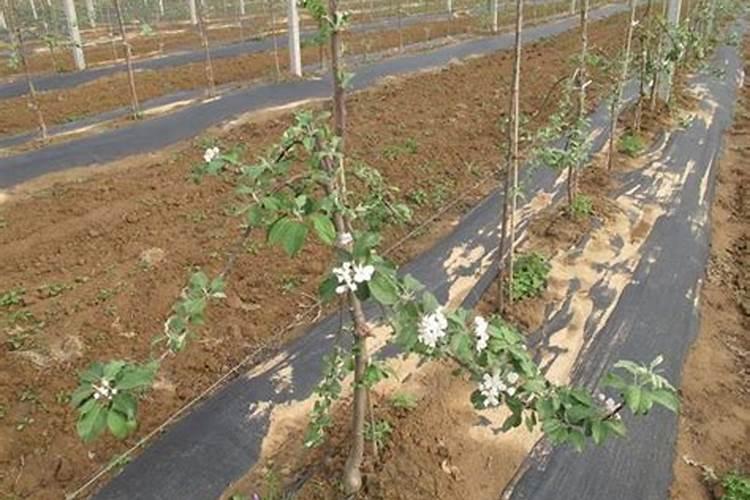 避免苹果树被冻坏,可以打什么叶面肥预防呢？