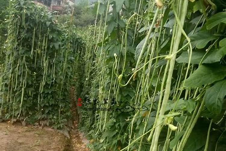 油菜饼不发酵如何做肥料吗花卉百科
