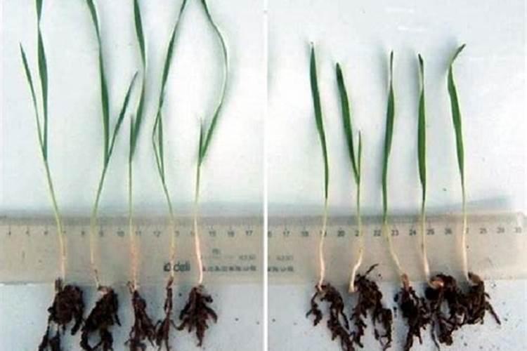 芸苔素的基本信息