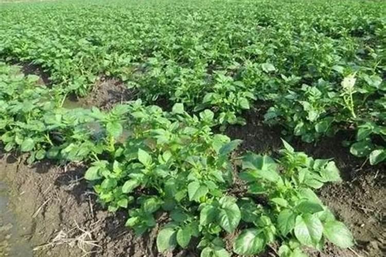 水溶肥是一种新型的肥料,这种肥料比较适合什么农作物？