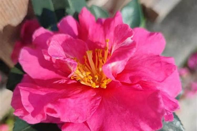 茶梅用什么肥料好