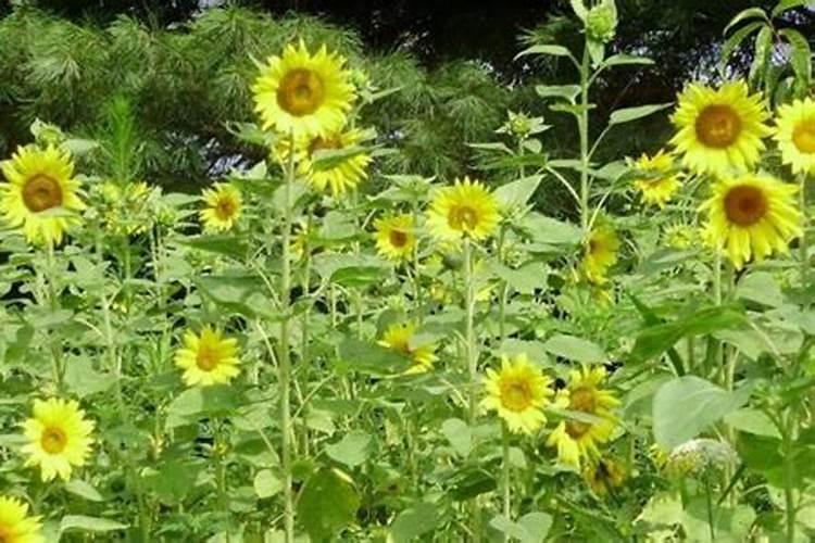 磷肥种花生怎么使用