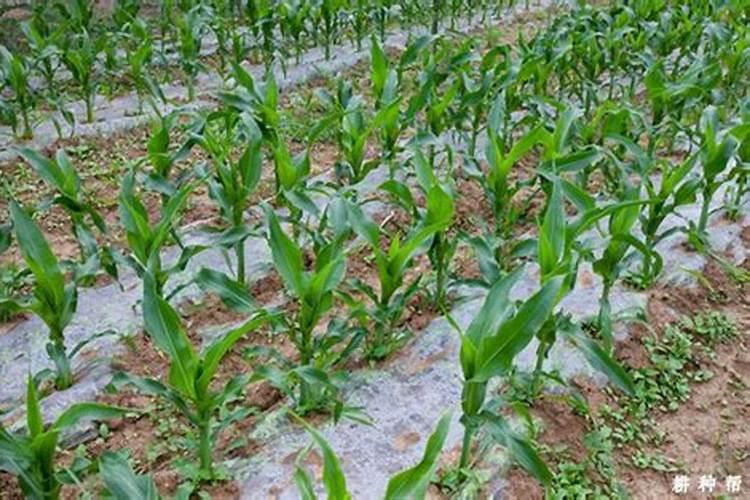 给夏玉米追肥有哪些原则？该如何进行追肥呢？
