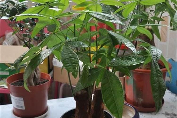 养花多久施一次肥？