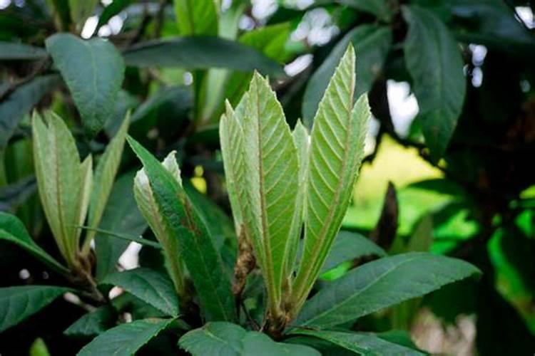苹果树补钙的叶面肥有哪些苹果树叶面肥一年喷几次都喷什么肥