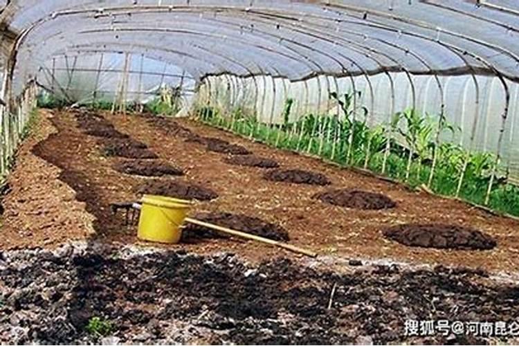 葡萄皮可以埋在君子兰盆里吗