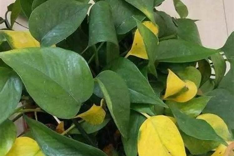 绿萝施肥多了怎么办