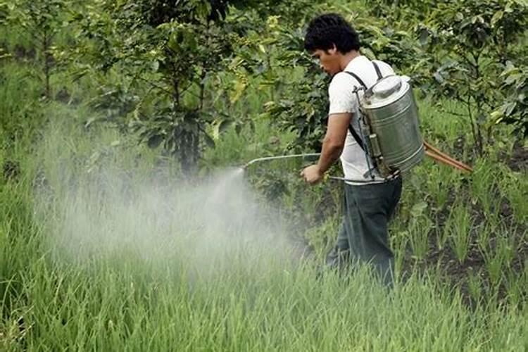 叶面肥能和除草剂一起用吗