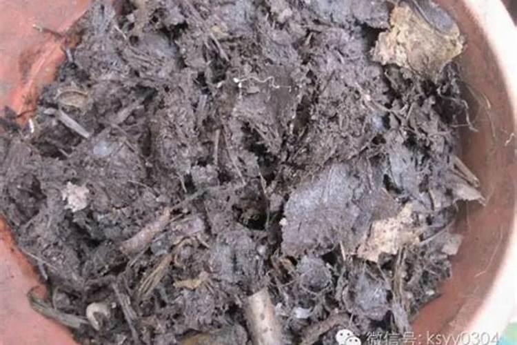 麻辣圆椒帝城种子怎么样好管理吗？管理需要多少度？
