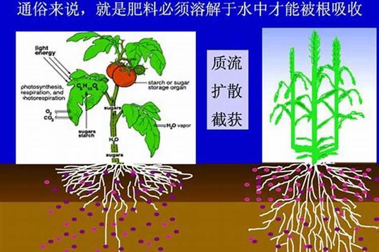 碳胺什么时候施肥好？