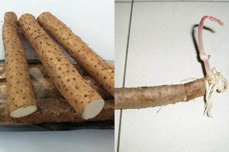 合理的肥料山药才能高产,山药施什么肥呢？
