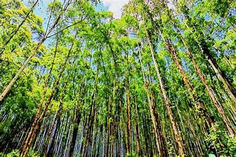 水稻黄叶病用什么农药