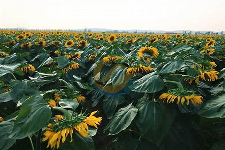 种植向日葵。放进花盆里之前需要用水泡吗？还要注意什么？