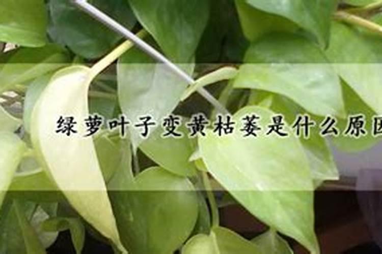你了解钙肥吗,钙肥怎么选？什么时候用？怎么用？