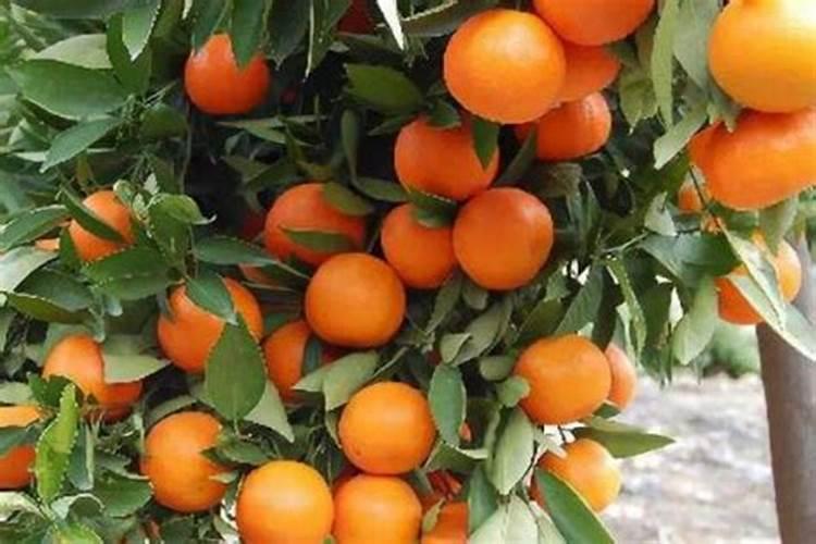 桃树夏季嫁接方法