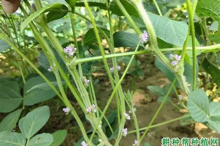 大豆荚不实怎么施肥 怎么播种避免大豆荚不实