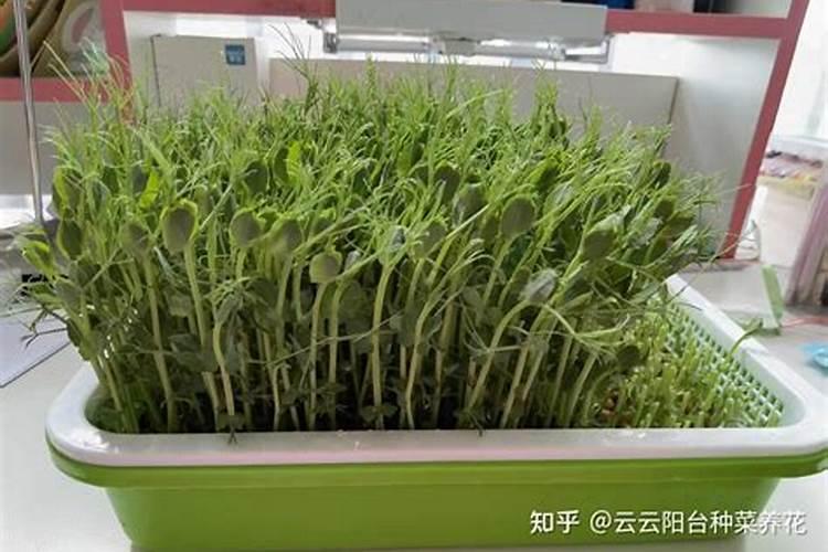 铵态氮是什么肥料