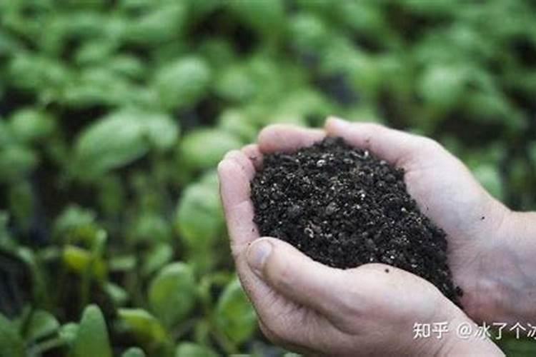 磷肥的作用有哪些？
