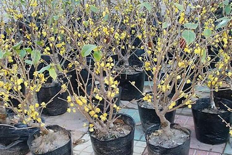 盆栽腊梅花苞期施什么肥