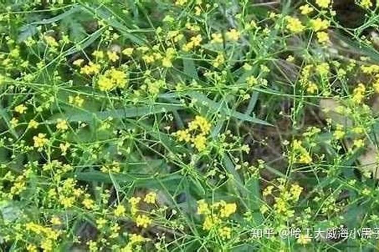 阿普利亚和雅马哈哪个档次高