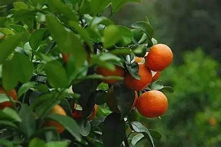 柑桔树开花期能叶面喷施24一表芸苔素内酯吗？