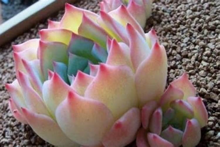 怎样种芫荽