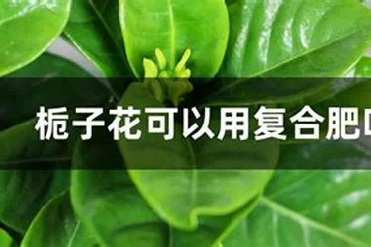 栀子花可以用复合肥吗,栀子花施什么肥好？