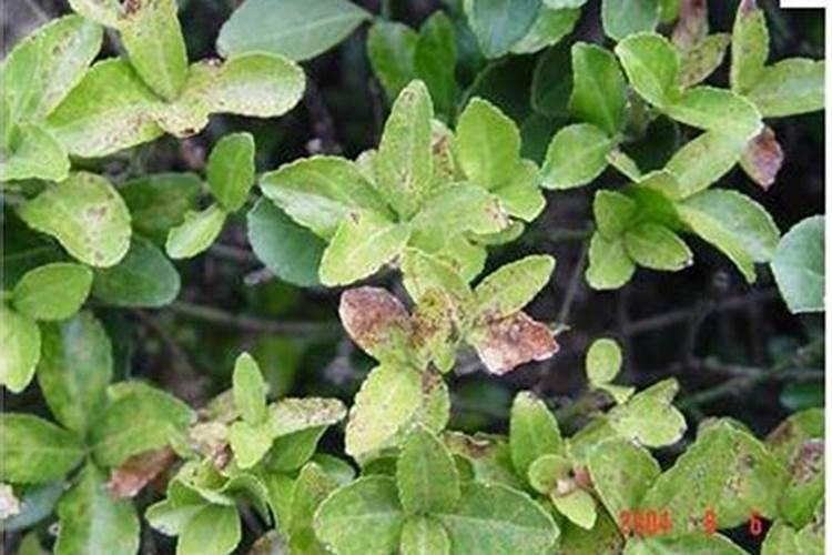 尿素能给兰花浇水吗？