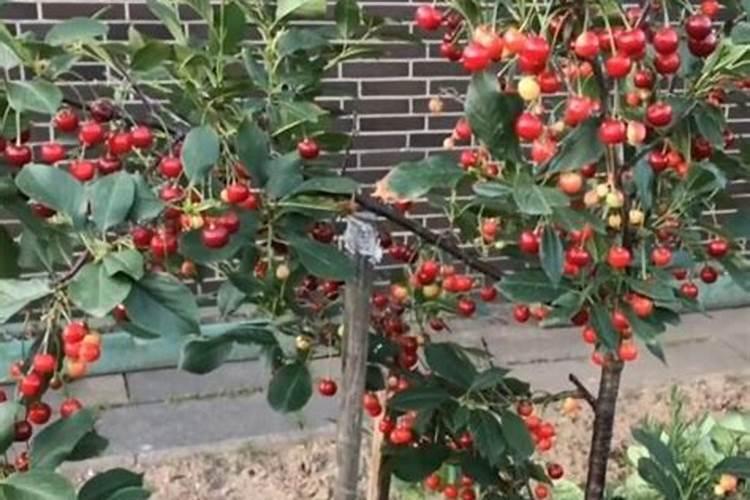 樱桃树开花时用什么水肥料？